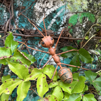 Handmade Rustic Metal Ant Sculpture